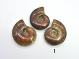 Ammonite Opalized Fossil Whole Shell, 1 piece-BeadBasic