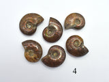 Ammonite Opalized Fossil Whole Shell, 1 piece-BeadBasic