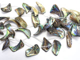 Abalone (18-25)x(28-35)mm Free Form Beads, Side Drilled, 14 Inch-BeadBasic